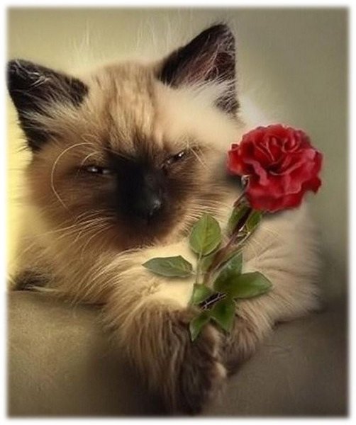 Котики цвета