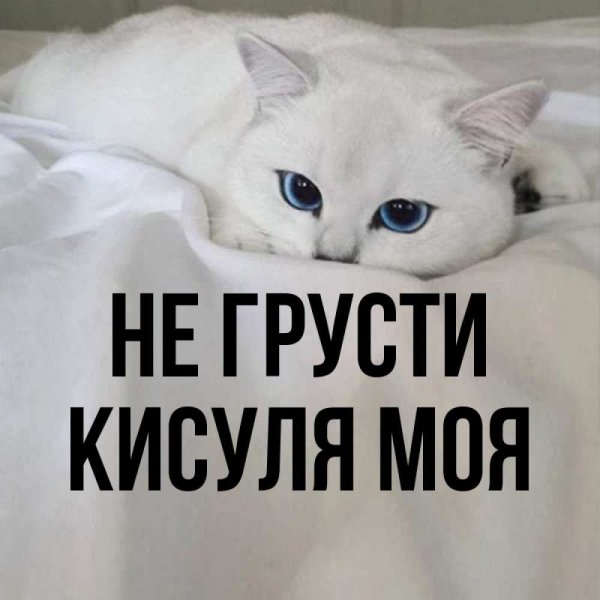 Кисуля моя любимая