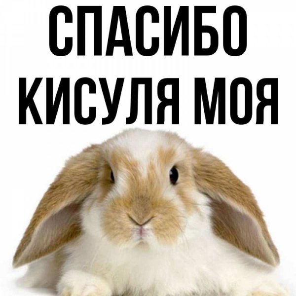 Привет кисуля