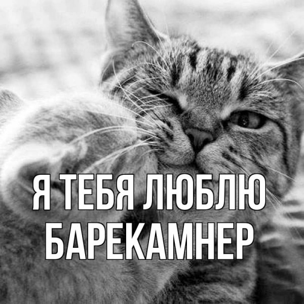 Кошачьи нежности