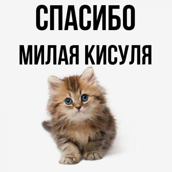 Милый кисуля