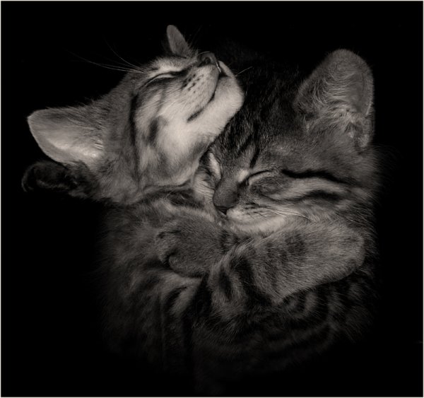 Котики любовь