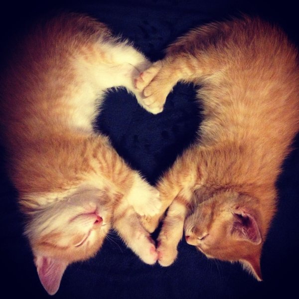 Котики любовь