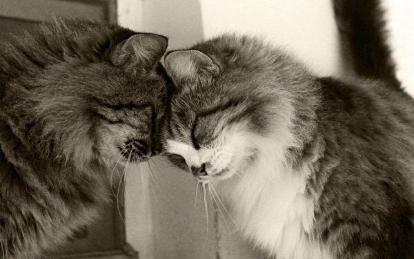 Коты любовь