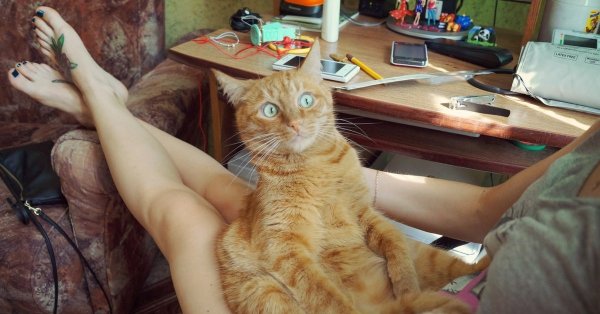 Рыжий кот юмор