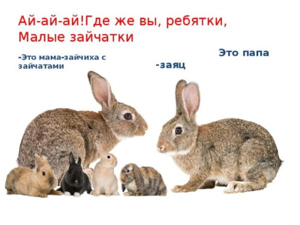 Мама крольчиха с крольчатами