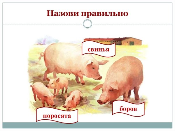 Мама свинья папа