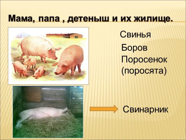 Семья свиней название