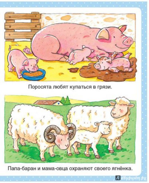 Папа поросенка