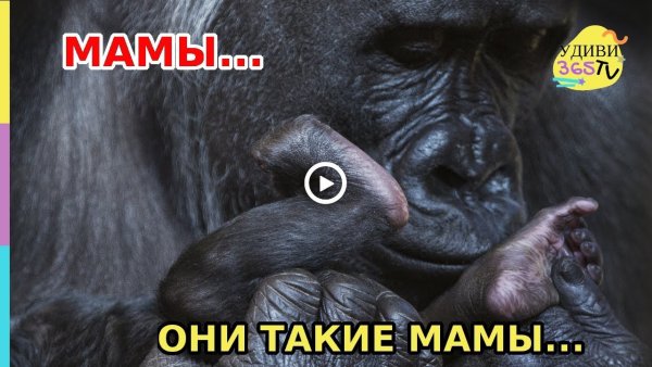 Мамы они такие