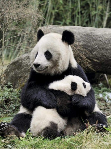 Большая Панда (Ailuropoda melanoleuca).