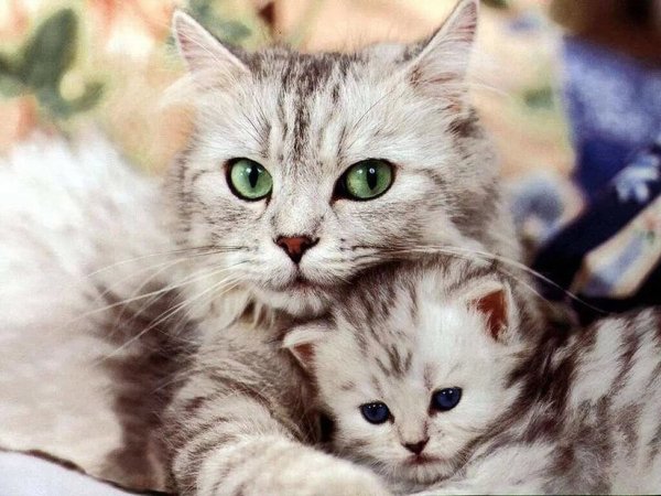 Кошка с котятами