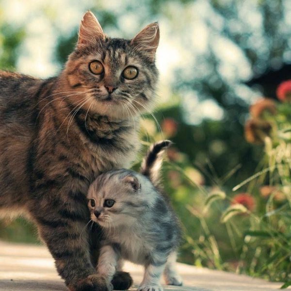 Кошка с котятами