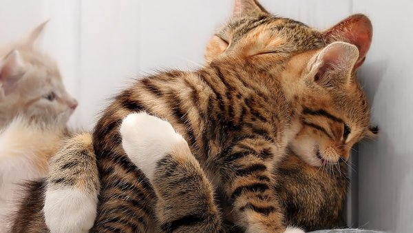 Ласковая кошка