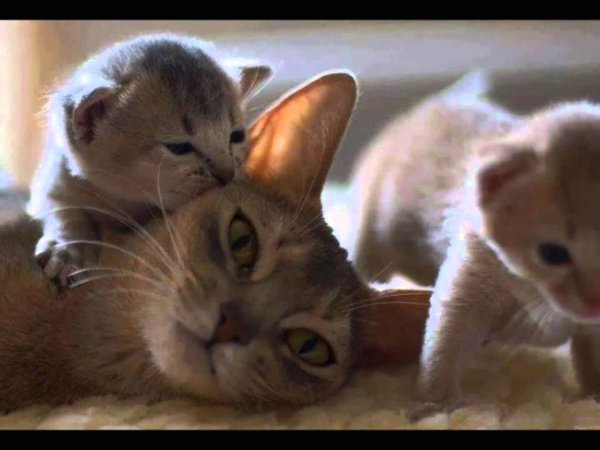 Котята с мамой