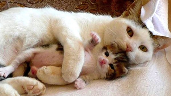 Маленькие котята с мамой