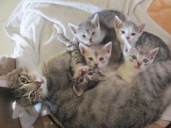 Кошки маленькие с мамой