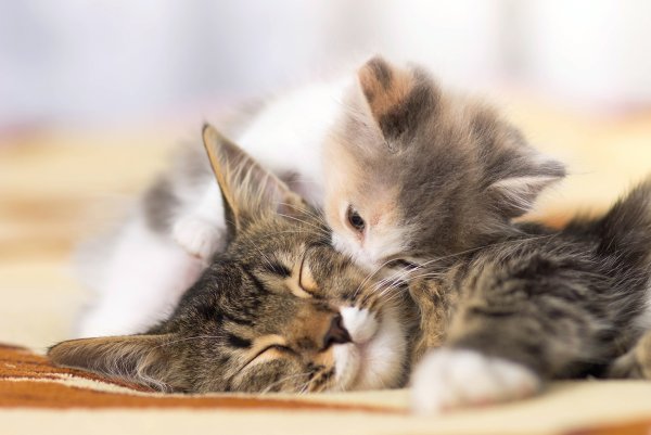Маленькие котята с мамой