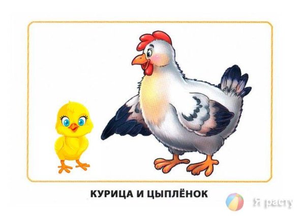 Карточки для детей цыпленок