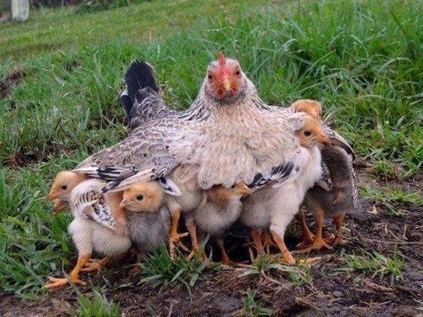 Квочка с цыплятами