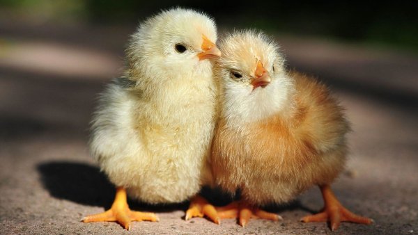 Картинки цыплята и мама (67 фото)