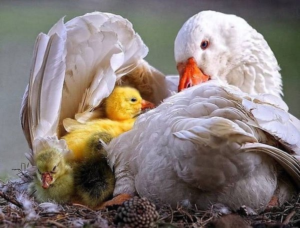 Птенец гуся