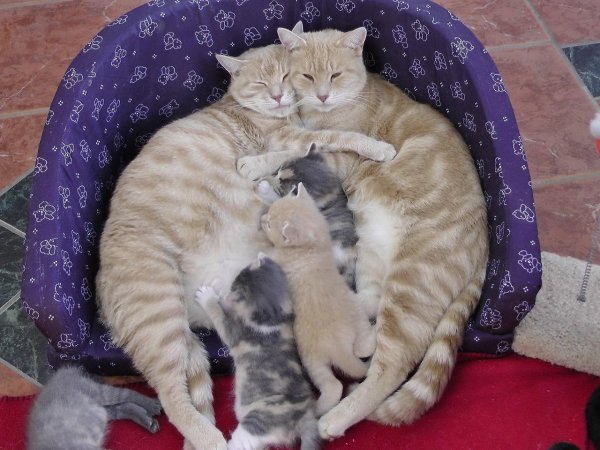 Кот, кошка и котенок
