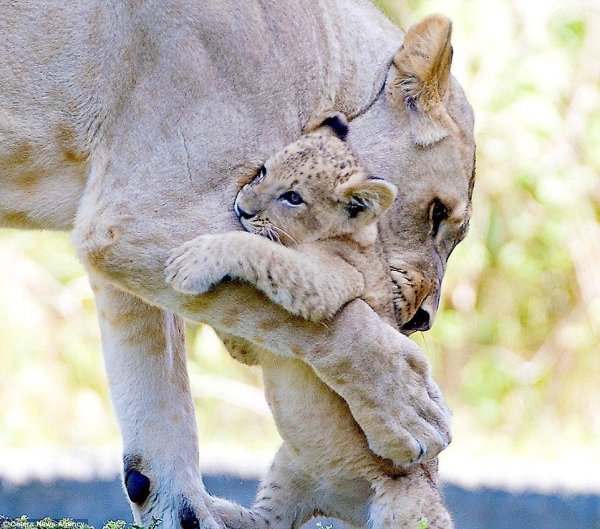 Animal photos proving there’s nothing like a mother’s Love
