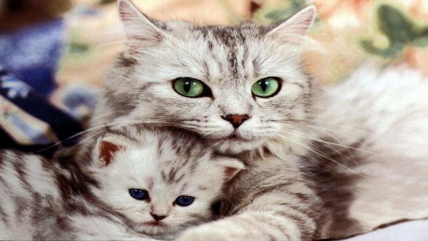 Мама и дочь котики