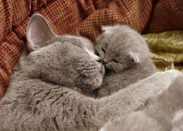 Кошка обнимает котенка