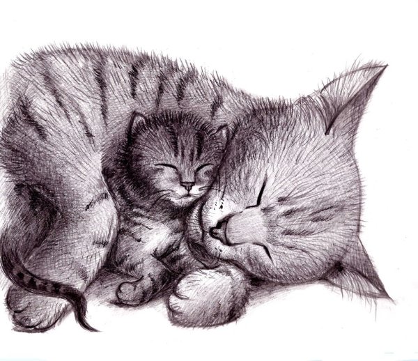 Котенок рисунок
