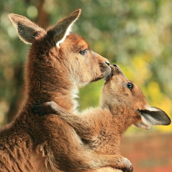 Kangaroo Loves