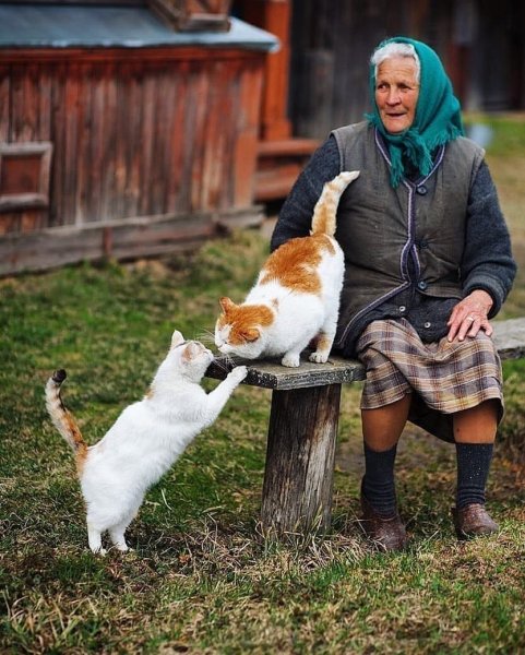 Деревенская кошка