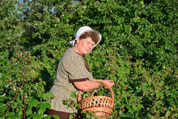 Бабушка собирает малину