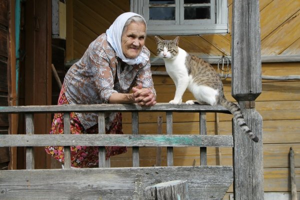 Деревенский кот