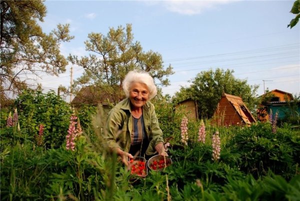 Старушки на даче