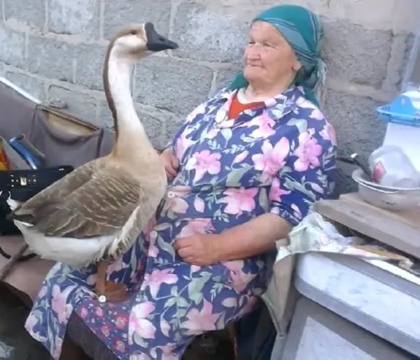 Бабушка с гусем