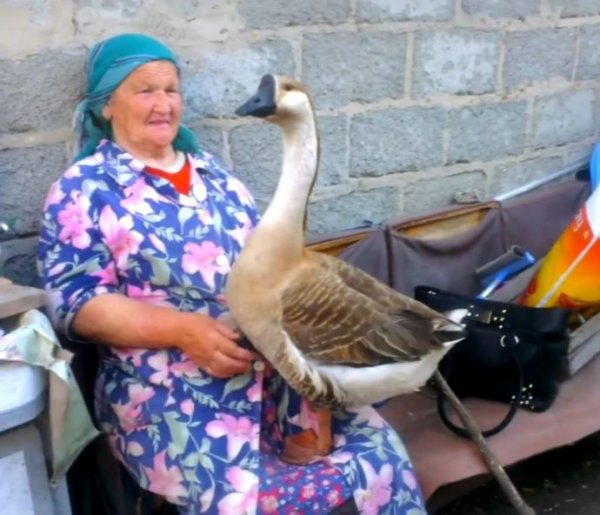 Бабушка с гусем в деревне