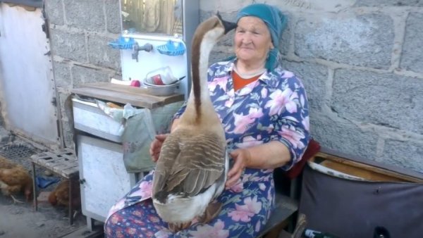 Гусь и бабушка в деревне