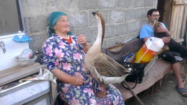 Гусь и бабушка в деревне