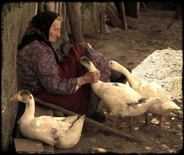 Гусь и бабушка в деревне