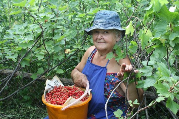 Бабушка с урожаем