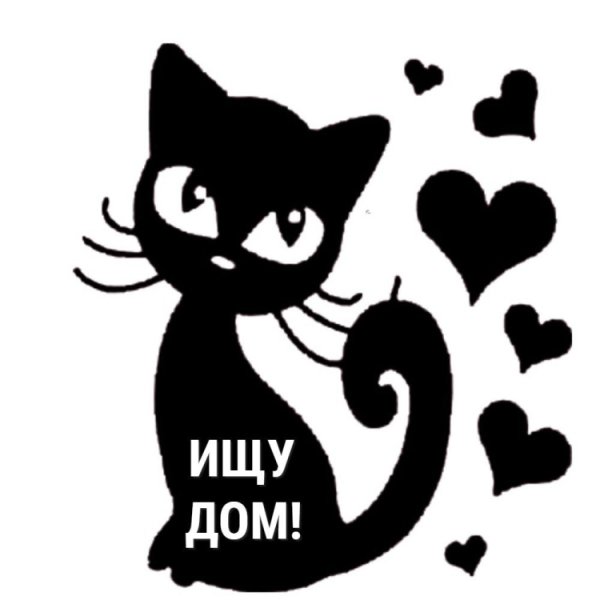 Кошка ищет дом