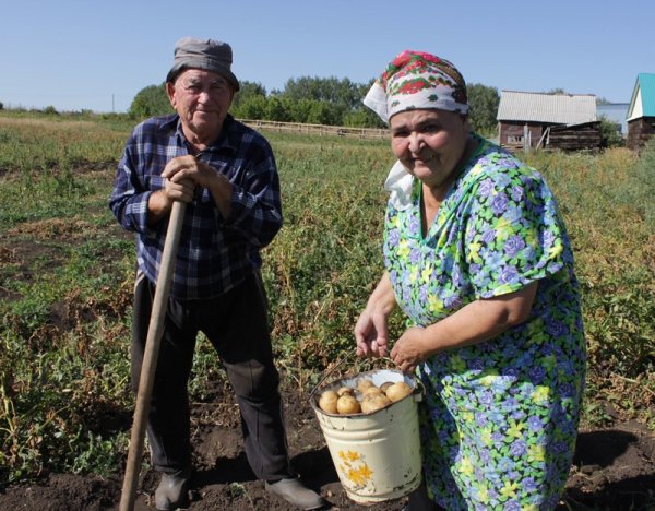 Дед с картошкой в огороде