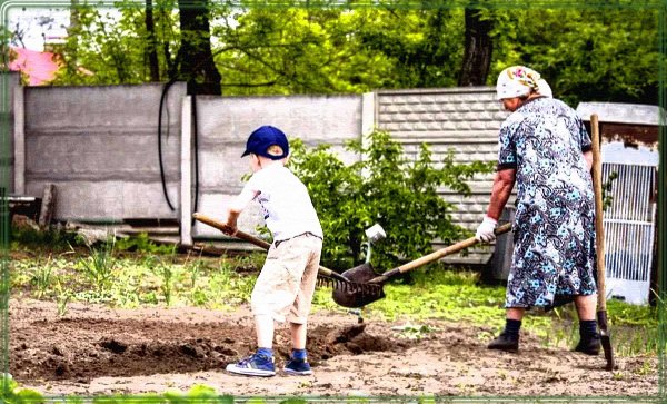 Огород у бабушки в деревне