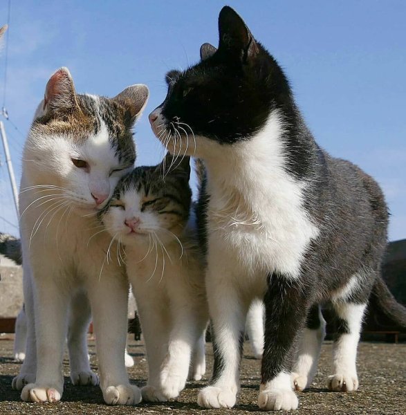Три кошки