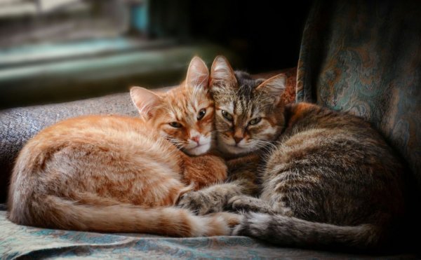 Счастливая Кошачья семья