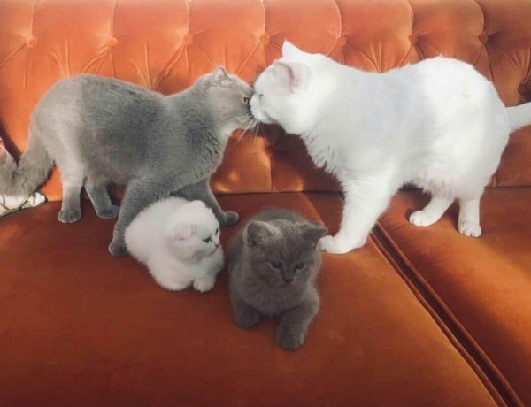 Семья котят
