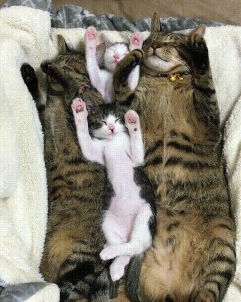 Кошка с двумя котятами