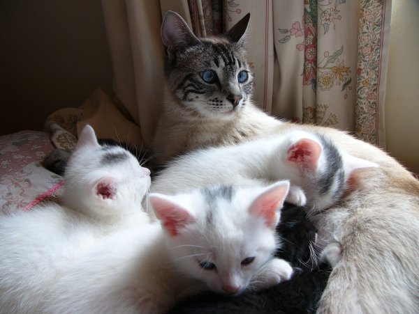 Семья котят